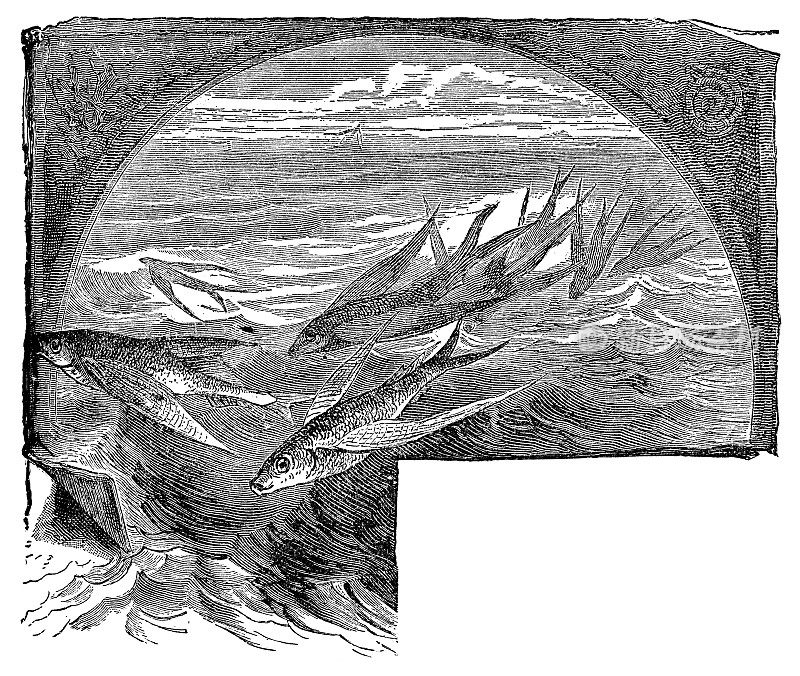 尖锐飞鱼(Fodiator Acutus) - 19世纪